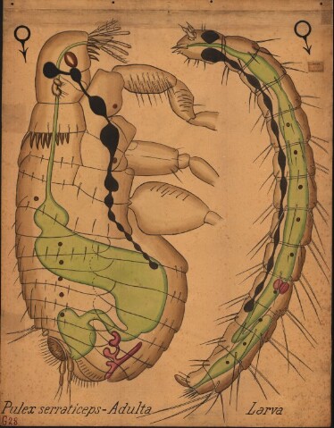 Anteprima dell'oggetto