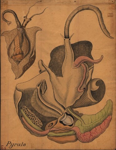 Anteprima dell'oggetto