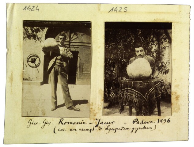 Anteprima dell'oggetto