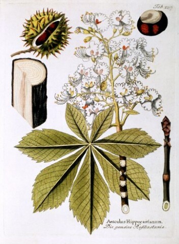 Anteprima dell'oggetto