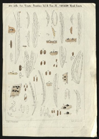 Anteprima dell'oggetto