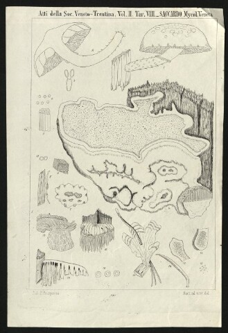 Anteprima dell'oggetto