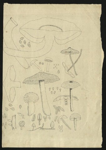 Anteprima dell'oggetto