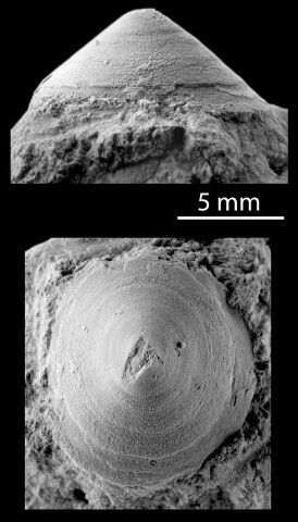 Anteprima dell'oggetto