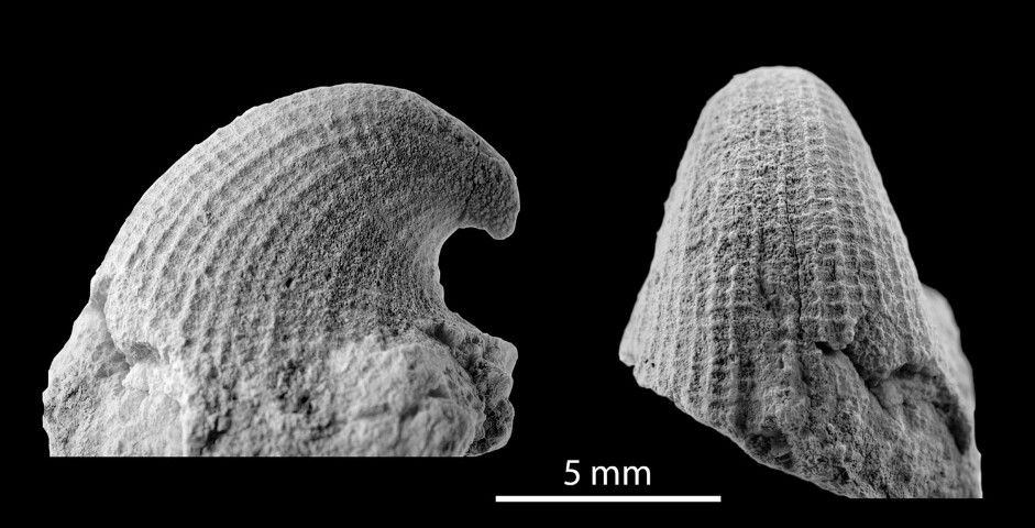 Anteprima dell'oggetto