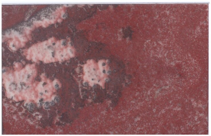 Anteprima dell'oggetto