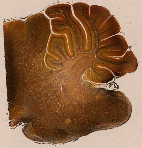 Anteprima dell'oggetto