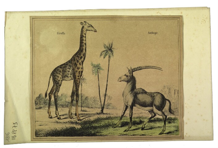 Anteprima dell'oggetto