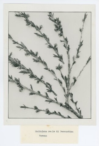 Anteprima dell'oggetto