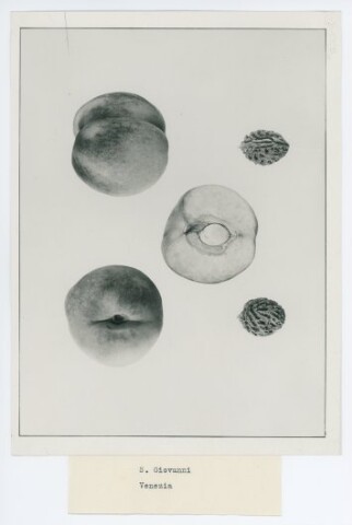 Anteprima dell'oggetto