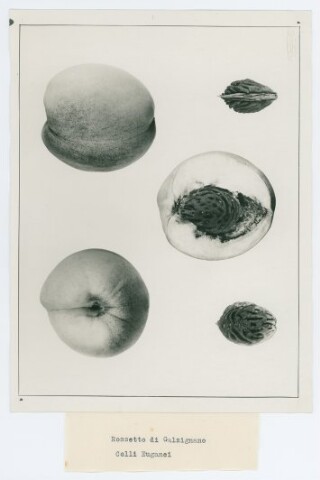 Anteprima dell'oggetto