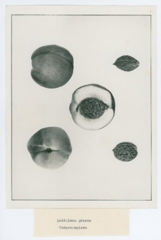 Anteprima dell'oggetto