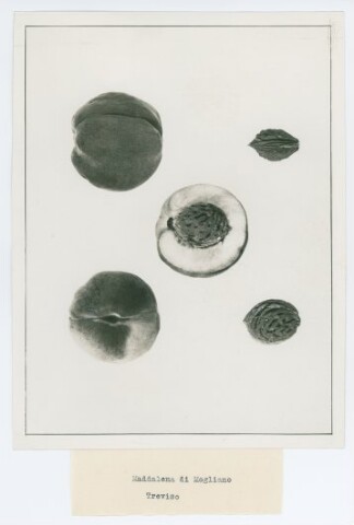 Anteprima dell'oggetto