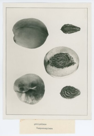 Anteprima dell'oggetto