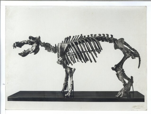 Anteprima dell'oggetto