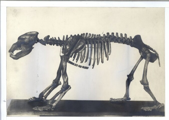 Anteprima dell'oggetto