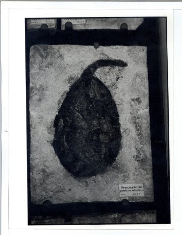 Anteprima dell'oggetto