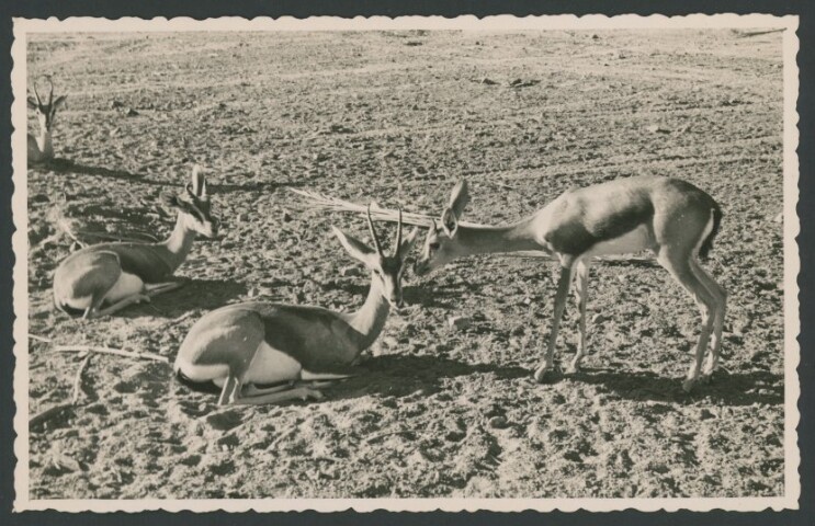 Anteprima dell'oggetto