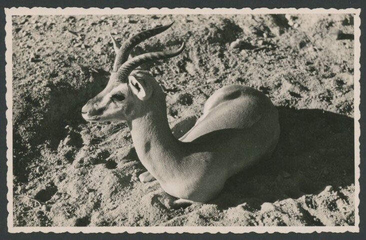 Anteprima dell'oggetto