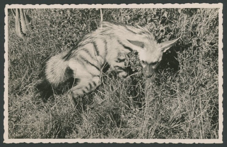 Anteprima dell'oggetto