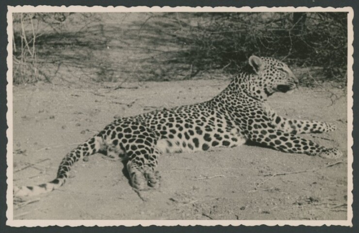 Anteprima dell'oggetto