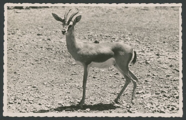 Anteprima dell'oggetto