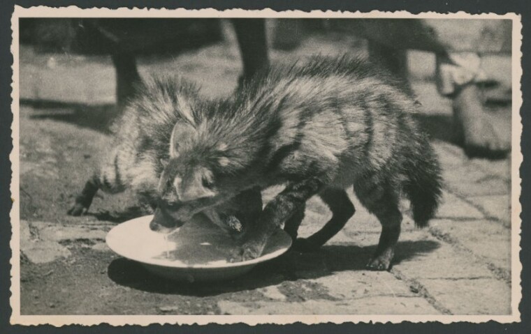 Anteprima dell'oggetto