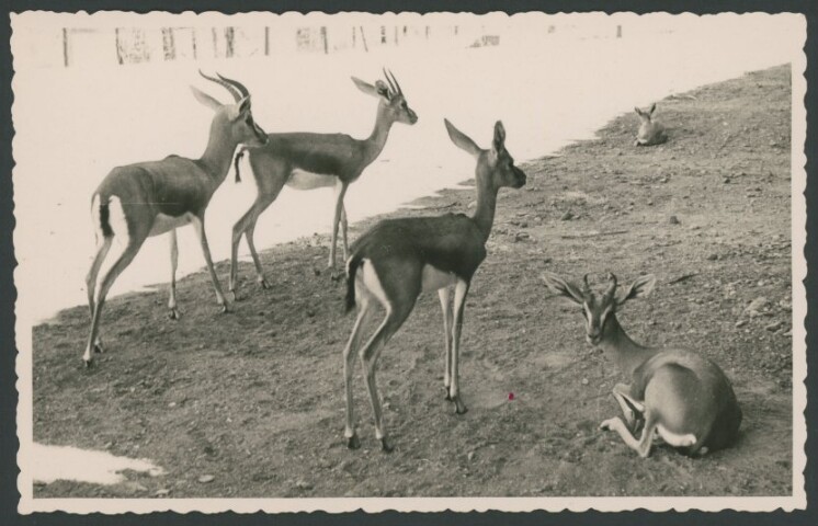 Anteprima dell'oggetto