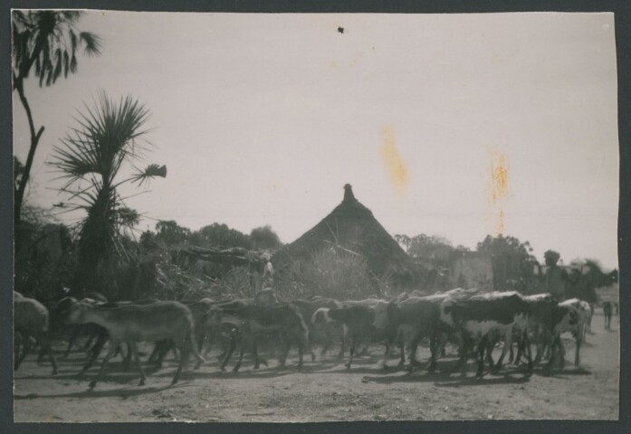 Anteprima dell'oggetto