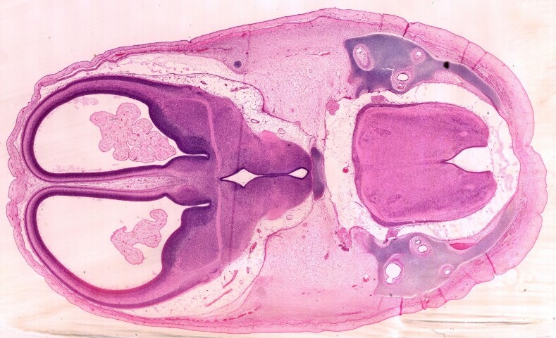 Anteprima dell'oggetto