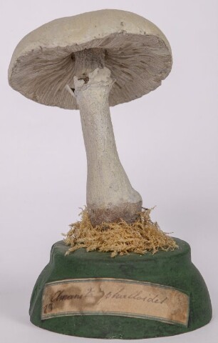 Anteprima dell'oggetto