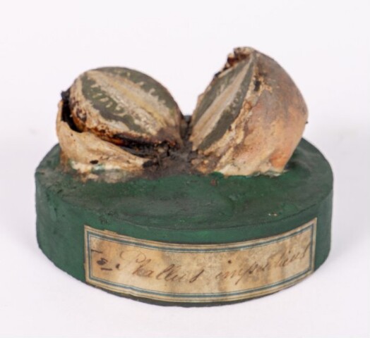 Anteprima dell'oggetto