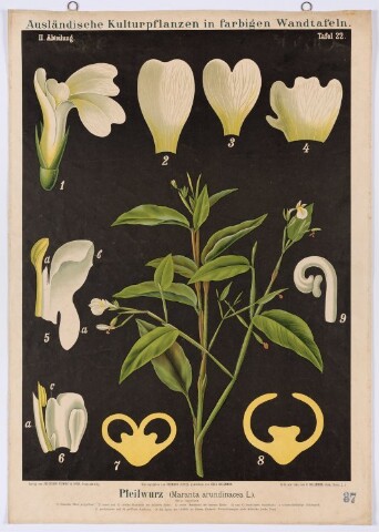 Anteprima dell'oggetto