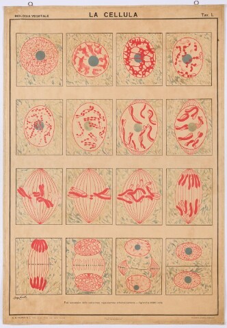 Anteprima dell'oggetto