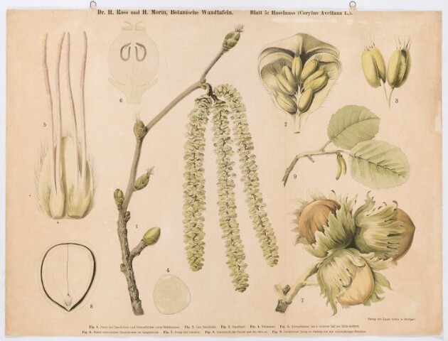 Anteprima dell'oggetto