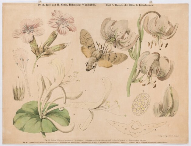 Anteprima dell'oggetto