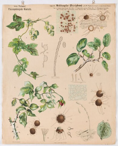 Anteprima dell'oggetto