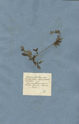 Anteprima dell'oggetto