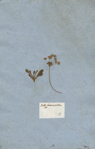 Anteprima dell'oggetto