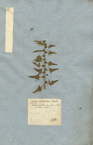 Anteprima dell'oggetto