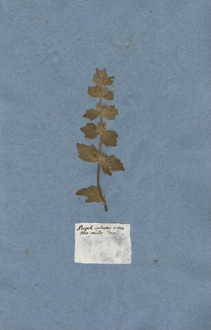 Anteprima dell'oggetto