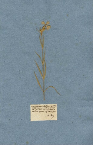 Anteprima dell'oggetto