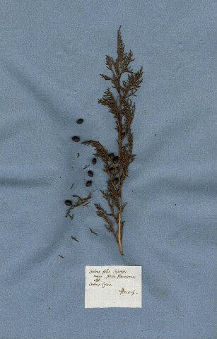 Anteprima dell'oggetto