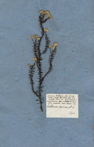 Anteprima dell'oggetto