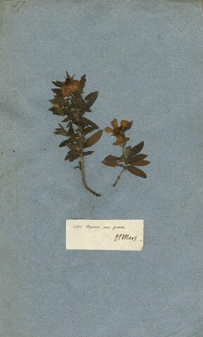 Anteprima dell'oggetto