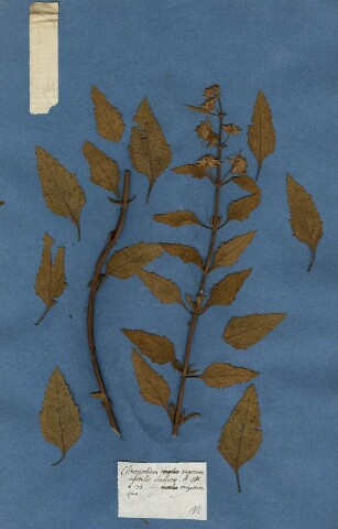 Anteprima dell'oggetto