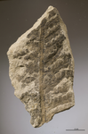 Fossile - Foglia di felce