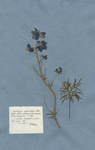 DELPHINIUM nectariis diphyllis