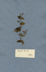 Dianthera