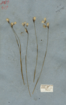 LINAGROSTIS panicula minore